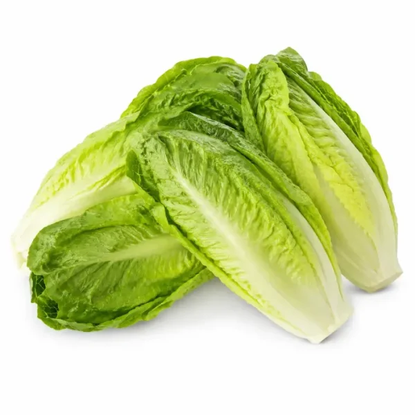 خس إيراني (Iranian Lettuce)