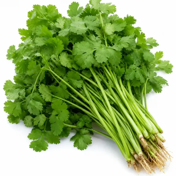 كزبرة (Coriander)