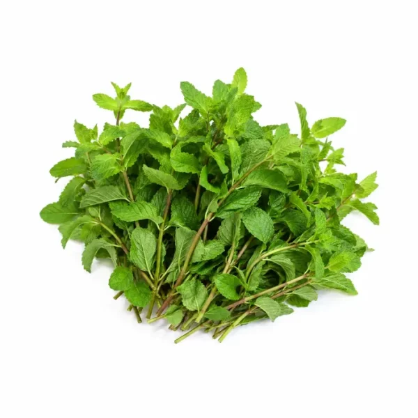 نعناع عماني (Omani Mint)